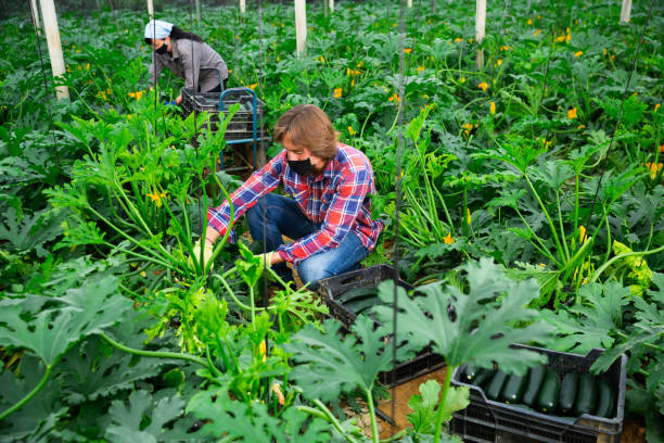 istock farmers cultivating courgettes in hothouse during coronavirus 1282229880