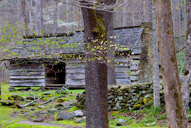 noah "bud" ogle homestead, park narodowy wielkich zadymionych gór - dogwood great smoky mountains national park flower blossom zdjęcia i obrazy z banku zdjęć