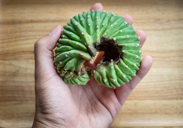 istock Someone hand holding rotting Echinopsis cristata. 1282230746
