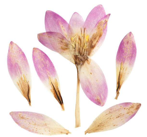 istock Pressed and dried flower colchicum, isolated on white background. For use in scrapbooking, floristry or herbarium 1282231879