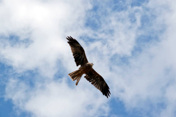 istock the black kite is soaring through the sky 1282232612