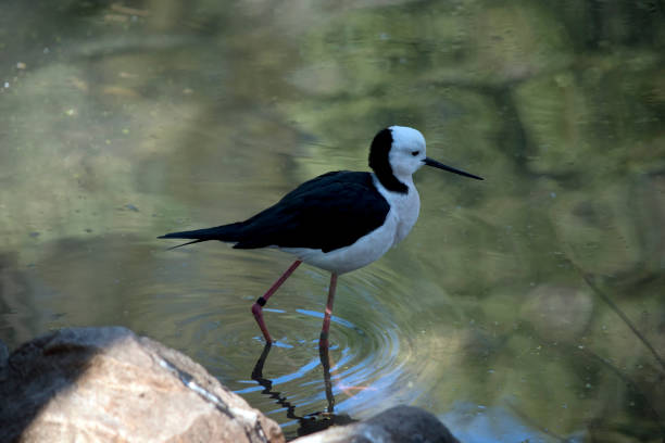 istock the black neck stilt is wading  in the water 1282232627