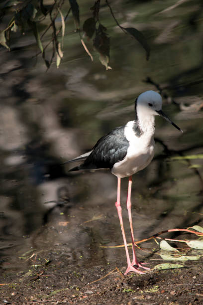 istock the black neck stilt has long legs and a black beak 1282232643