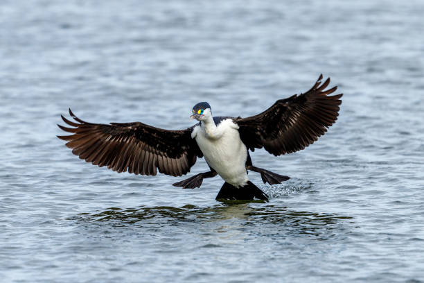 istock Pied Shag / Cormorant in Australasia 1282234444