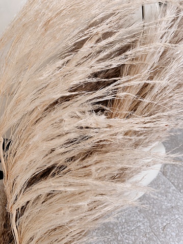 Whimsical Fall Pampas Grass, Delicate Neutral Autumn Home Decor.