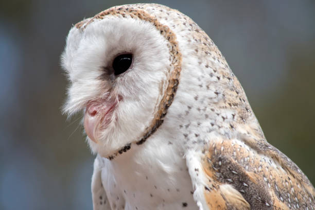 istock the barn owl is a white owl with brown spots and a pink beak 1282235209