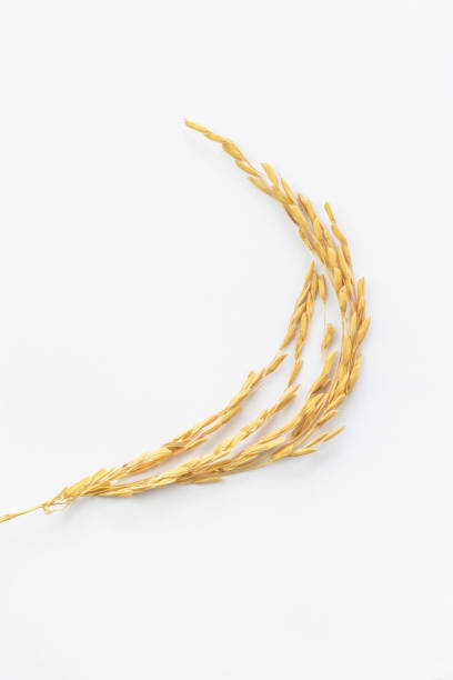 organic ears of paddy isolated on white background