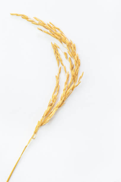 A farmer’s hand gently grasping golden rice ears under sunlight, symbolizing harvest season, rural agriculture, and organic farming in a peaceful countryside landscape.