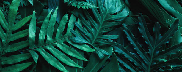istock closeup tropical green leaf background 1282238842