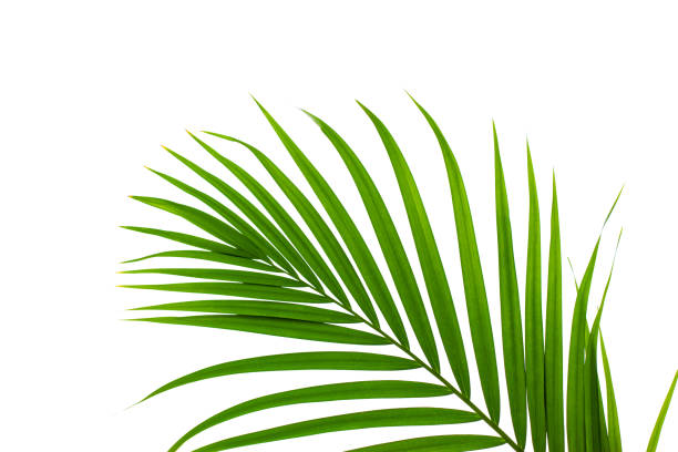 istock tropical palm leaf isolated on white background 1282238867
