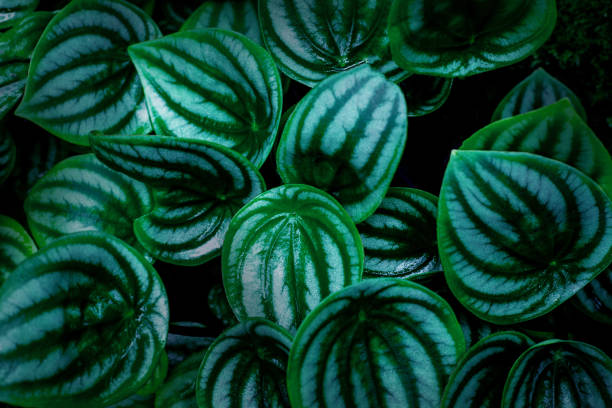 istock closeup nature view of green leaf background 1282238881