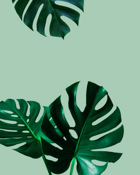 istock top view of tropical monstera leaf shadow on blue color background 1282238884