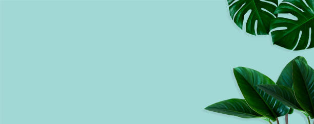 istock top view of tropical monstera leaf shadow on blue color background 1282238887