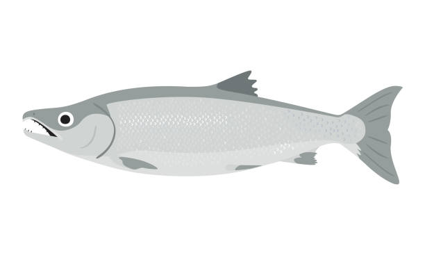 illustration von silber lachs. ein männlicher lachs mit einem markanten kiefer. - coho salmon stock-grafiken, -clipart, -cartoons und -symbole