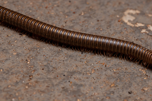 huge millipede on sandy ground in Namibia, Africa