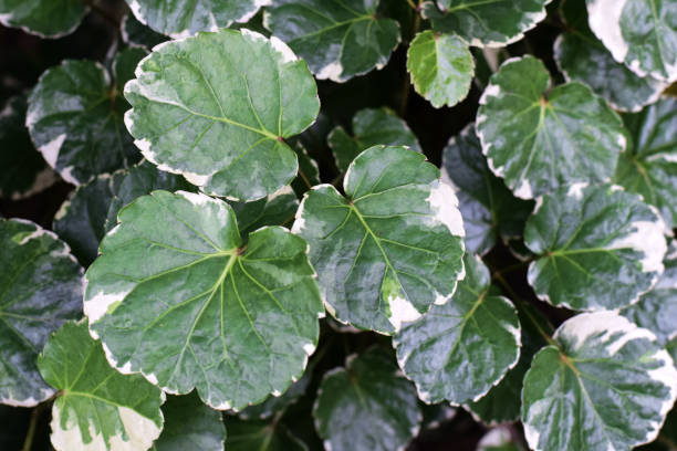 istock Many beautiful green decorative leaves 1282239905