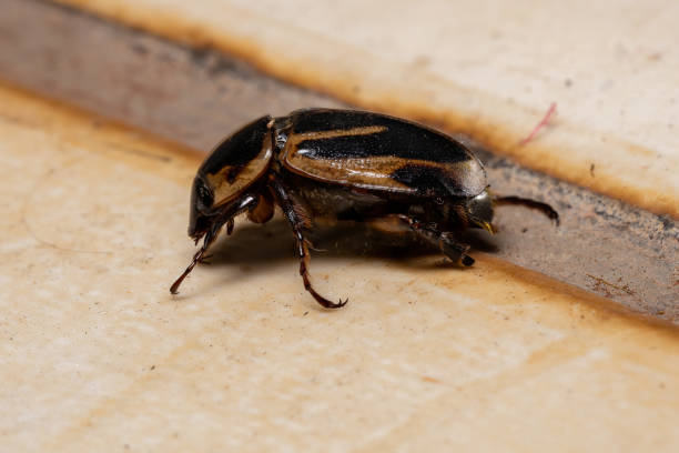 istock Adult Masked Chafer 1282239925