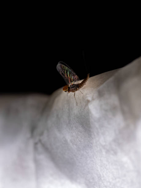 mayfly pequeño macho - mayfly fly baetis fishing fotografías e imágenes de stock