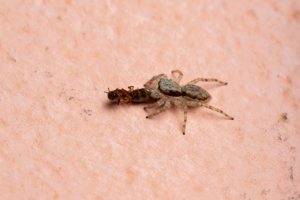 istock Female Gray Wall Jumping Spider preying on an ant 1282240785