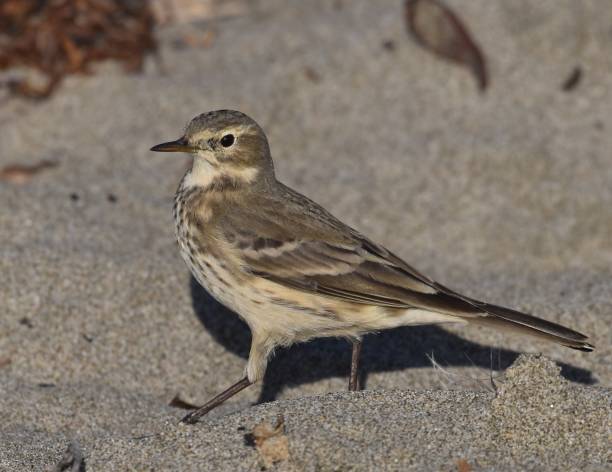 istock An American pipit on the beach 1282241638