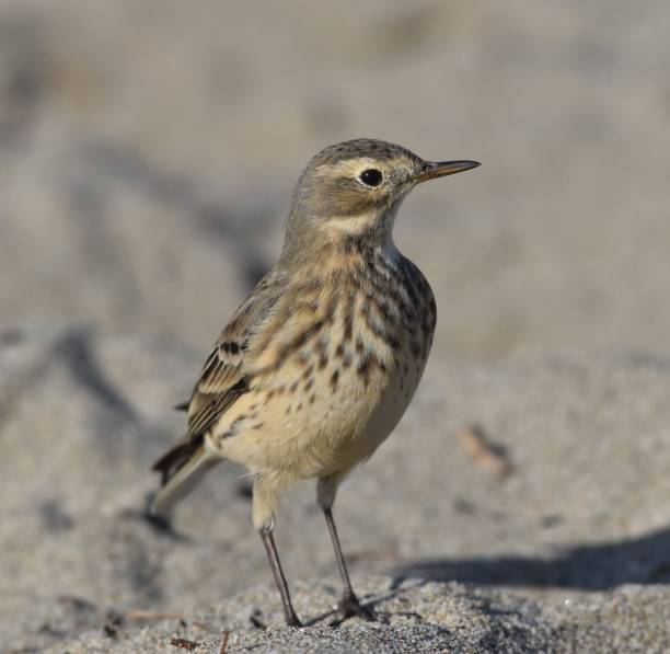 istock A buff-bellied pipit perched on drying kelp on the beach 1282241744