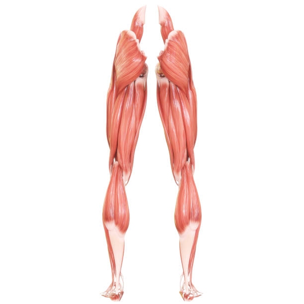 istock Human Body Muscular System Leg Muscles Anatomy 1282242681