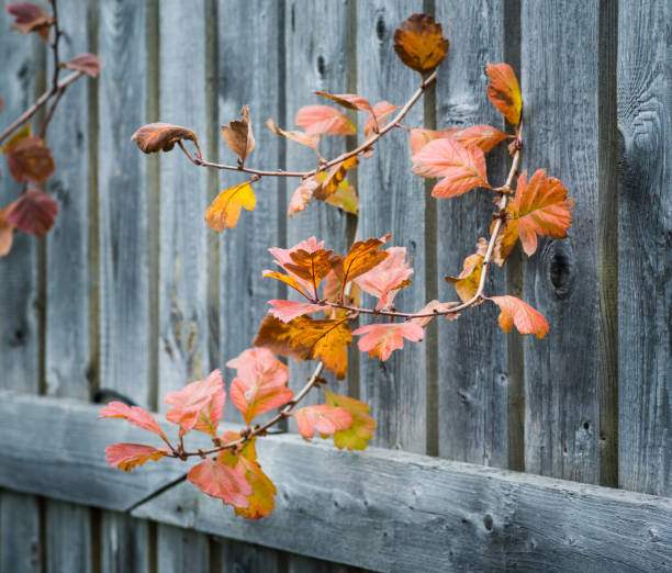 istock Viburnum branches with few colorful leaves in end of fall 1282243390
