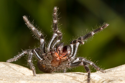 Sydney Funnel-web Spider in defensive stance