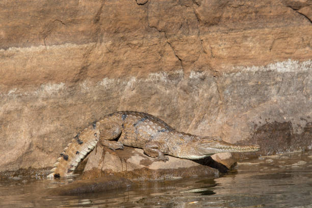 istock Freshwater Crocodile 1282243459