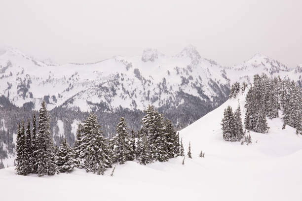 Fresh snowfall in winter at the Paradise area of Mt. Rainier National Park in Washington state