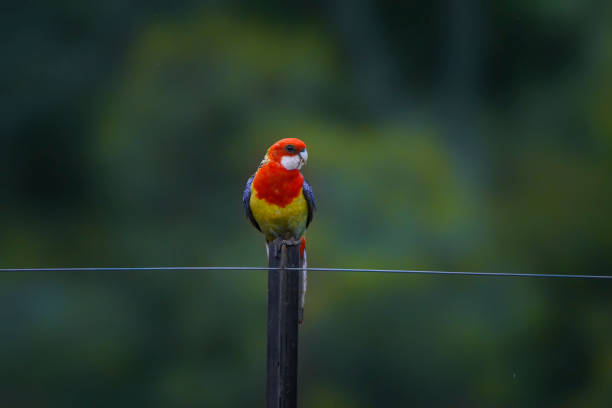 istock Eastern Rosella perching on a wire fence 1282244311