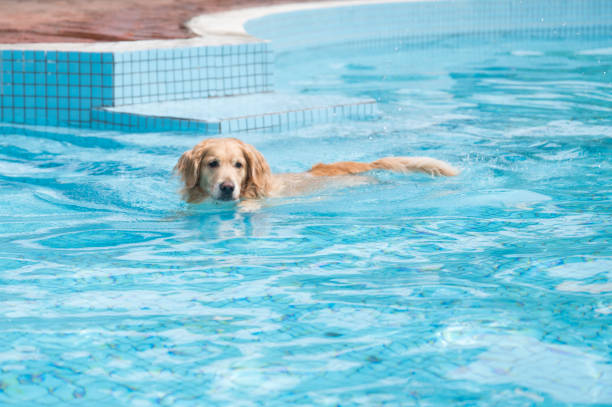 istock Golden Retriever swimming in the pool 1282244351