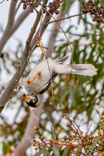 istock Noisy Miner eating on a branch 1282245158