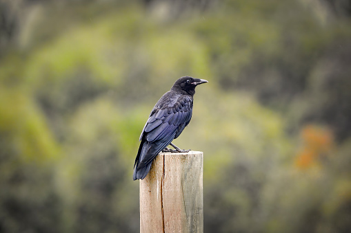 Juvenile raven  (Corvus coronoides)  perched on a fence pole