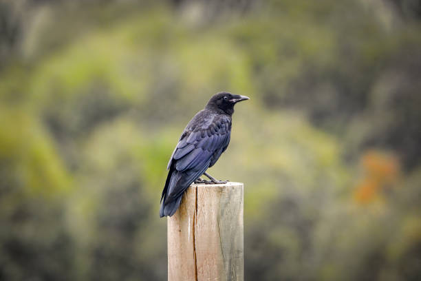 Baby Raven perched on a pole Juvenile raven  (Corvus coronoides)  perched on a fence pole crow bird photos stock pictures, royalty-free photos & images