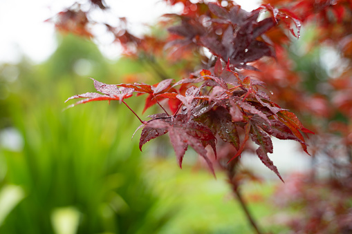 Red maple tree in rainy day.