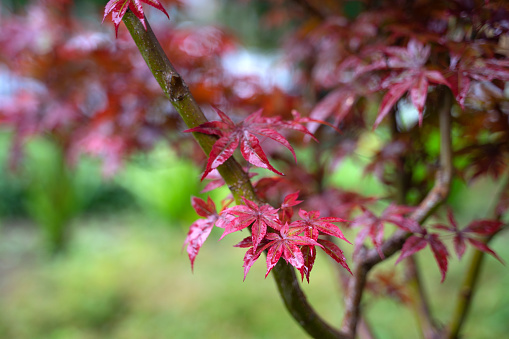 Red maple tree in rainy day.