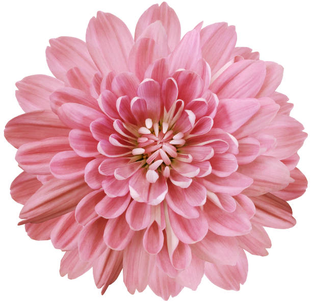 istock flower  red chrysanthemum . Flower isolated on a white background. No shadows with clipping path. Close-up. Nature. 1282247505