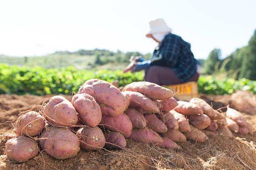 farmer unearthing sweet potatoes