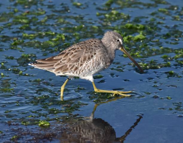 istock A long-billed dowitcher on the wet shore at Moss Landing State Beach 1282248227