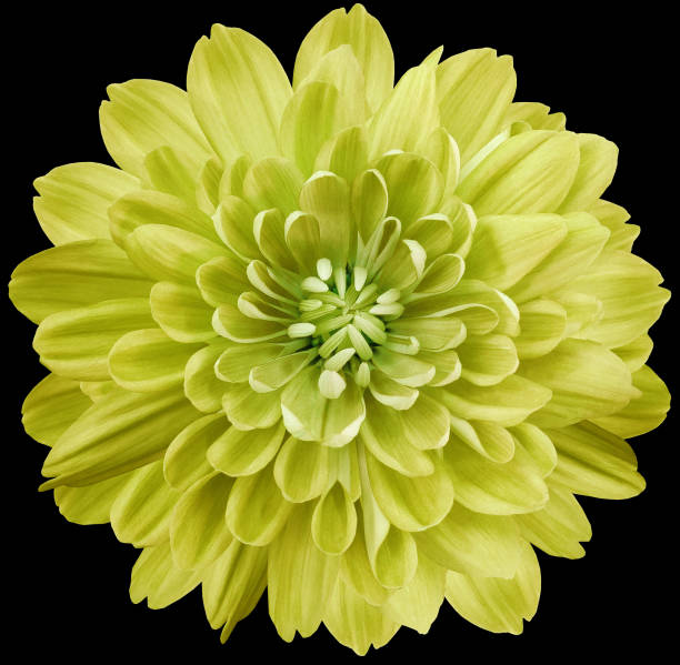 istock flower yellow chrysanthemum . Flower isolated on the black background. No shadows with clipping path. Close-up. Nature. 1282248564