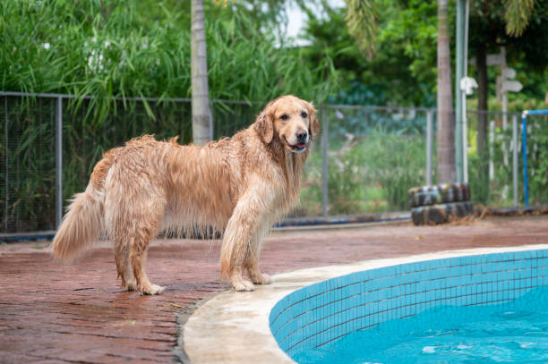 istock Golden Retriever playing by the pool 1282249186