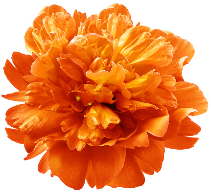 Bouquet of mixed flowers, primarily zinnia  flowers. Isolated on white background.