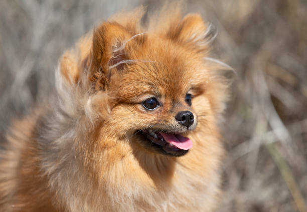 istock portrait of a young pomeranian 1282249316
