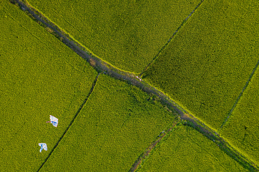 Drone view of flying kite on rice field, Khanh Hoa province, Central Vietnam