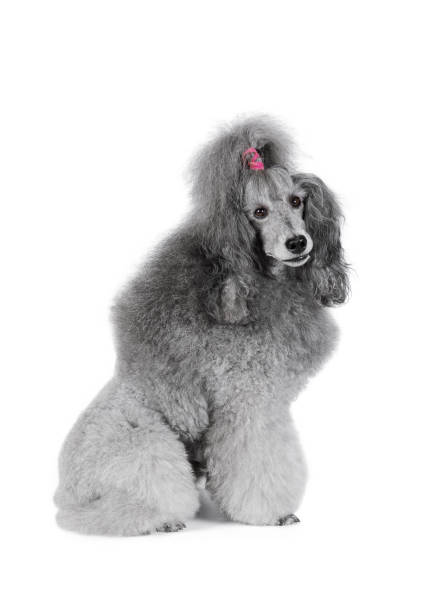 istock Cute poodle sitting isolated on a white background 1282250907