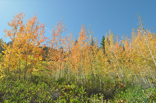 Beautiful yellow, gold and orange fall foliage colors on a sunny autumn day in California