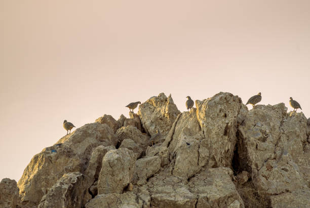 A group of partridges birds are standing on a rock.Wildlife concept.