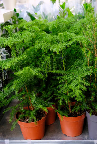 Araucaria Plant on flowerpot for sale in the store. Choosing plants house Araucaria Plant on flowerpot for sale in the store. Choosing plants house araucaria heterophylla stock pictures, royalty-free photos & images