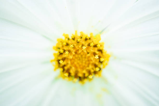 Detail of snow lady flower. Macro photography
